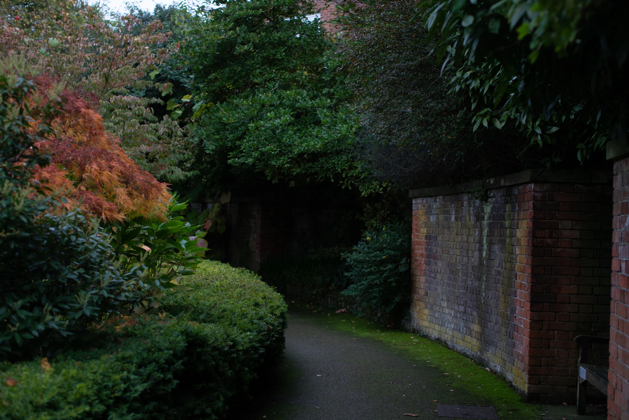 A narrow garden path curves between dense shrubs and an old brick wall.