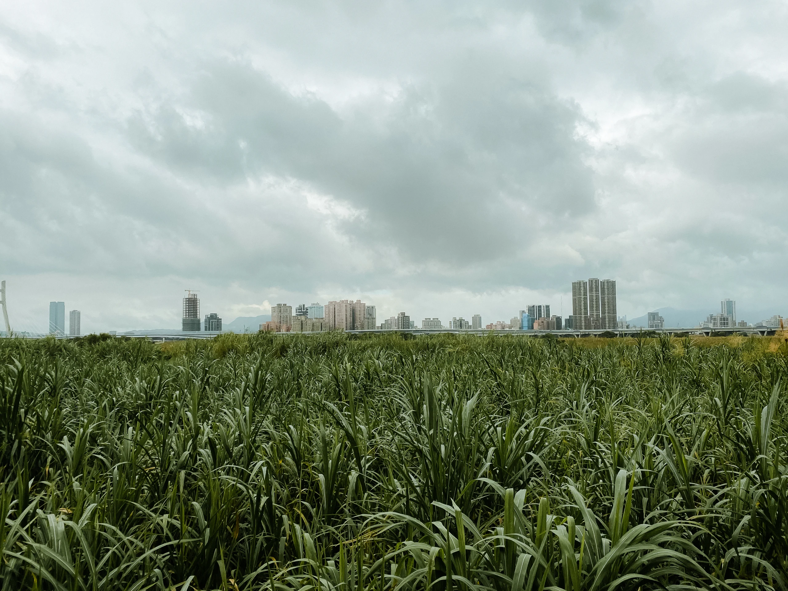 Tall green field grass meets the distant towers of Taipei beneath a gray sky.