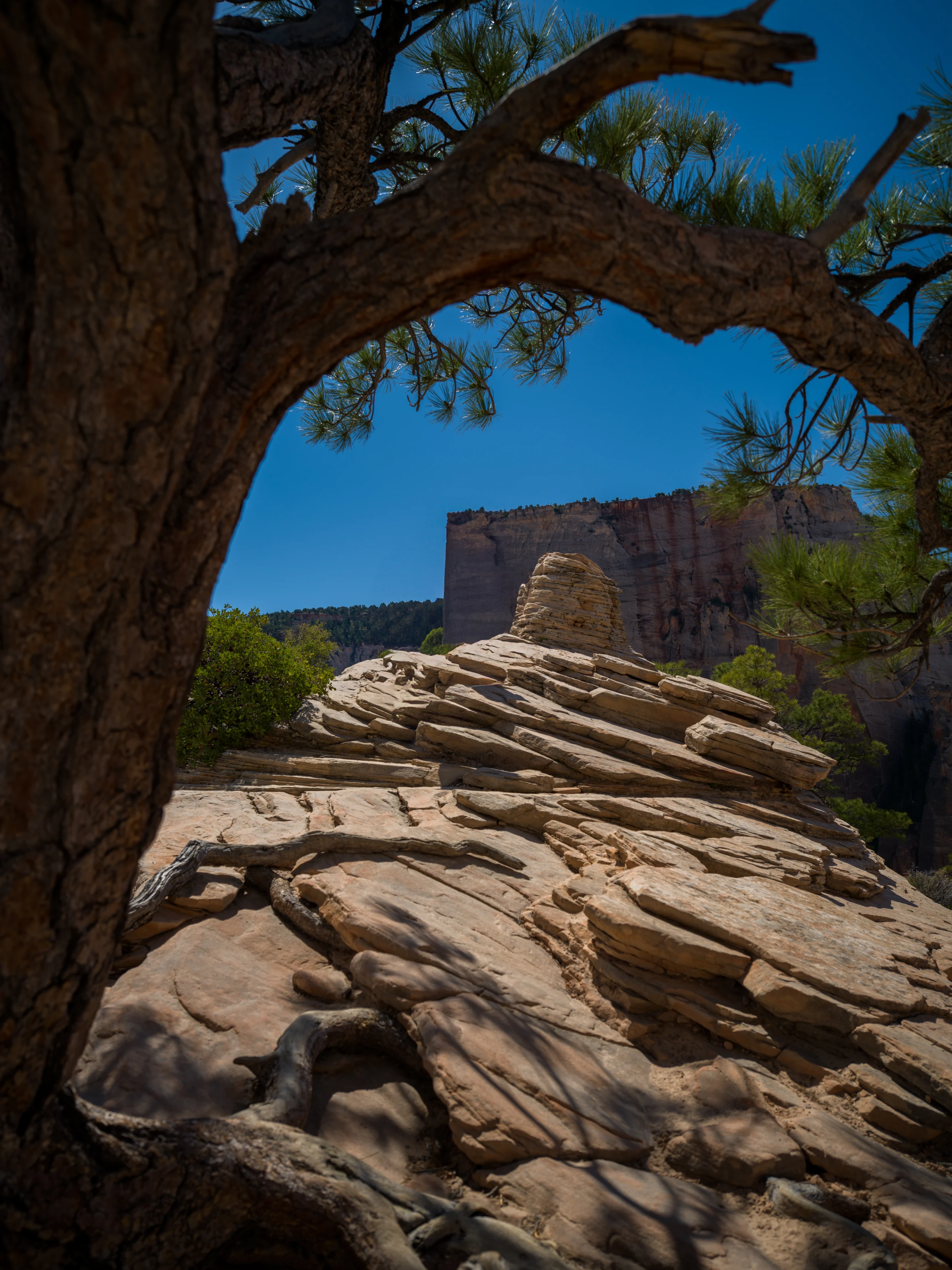 A twisted pine frames pale sandstone steps beneath a blue sky.