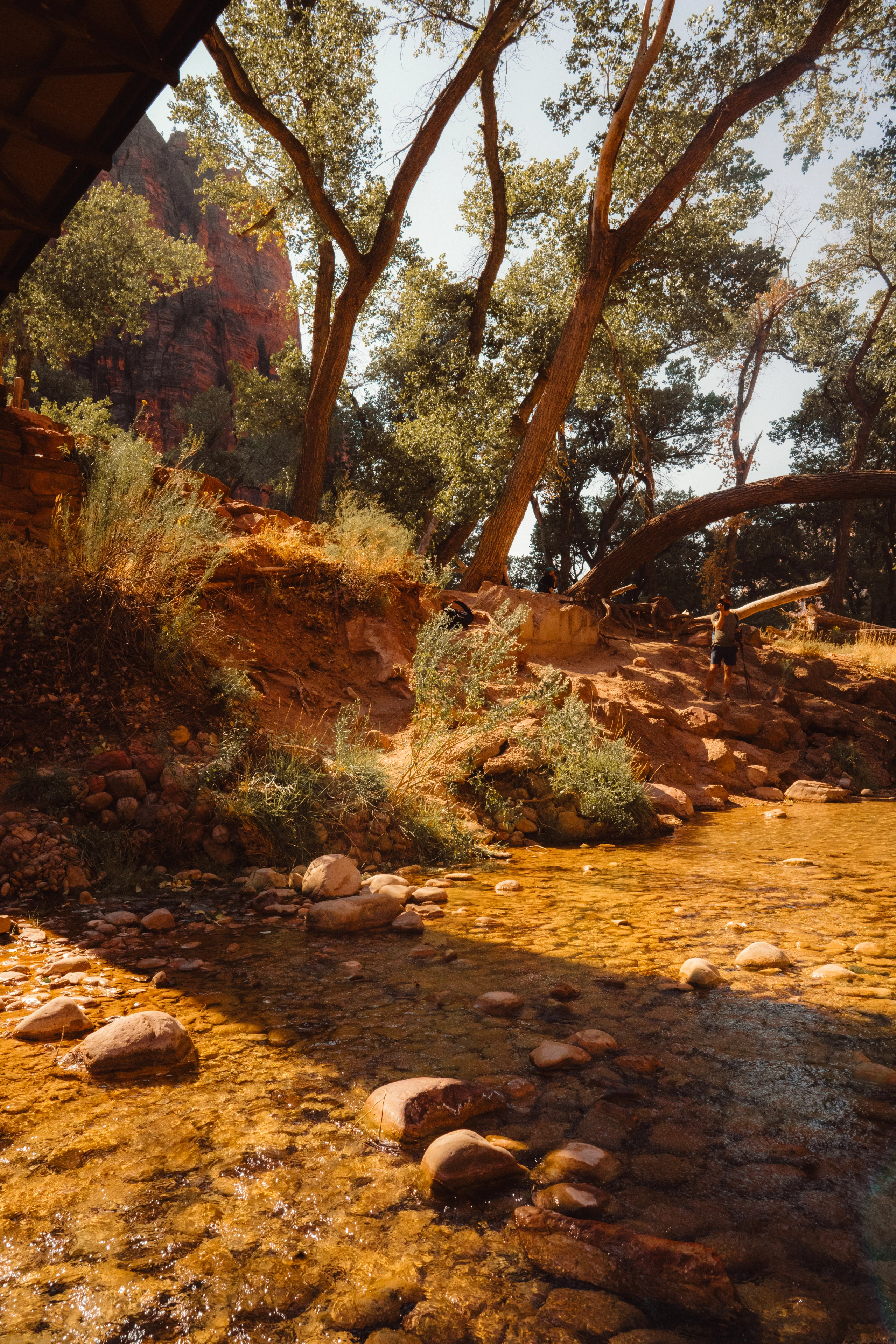 A shallow rocky creek passes under leafy trees in Zion National Park.