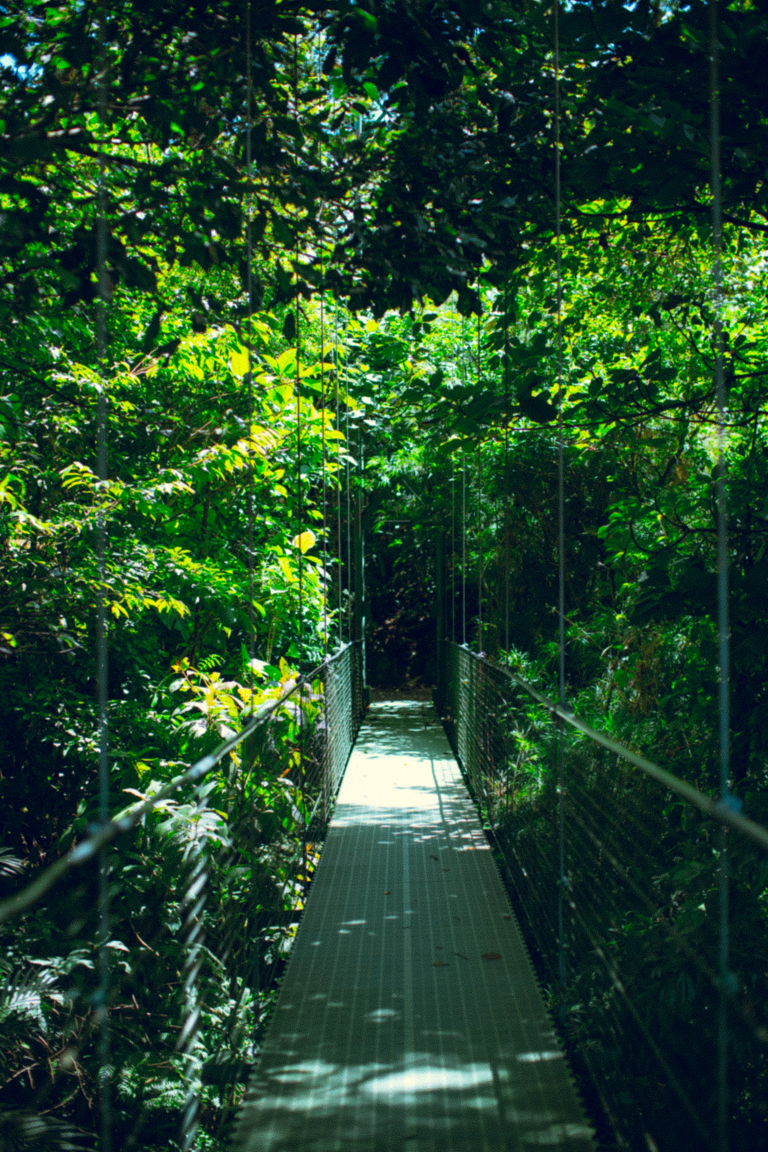 A narrow suspension bridge disappears into dense sunlit rainforest.