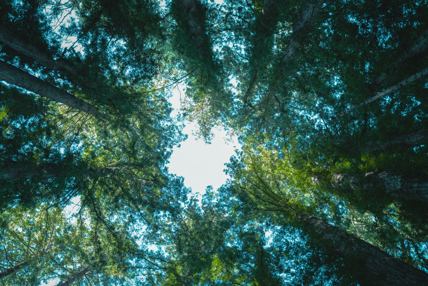 Tree canopy viewed from below.