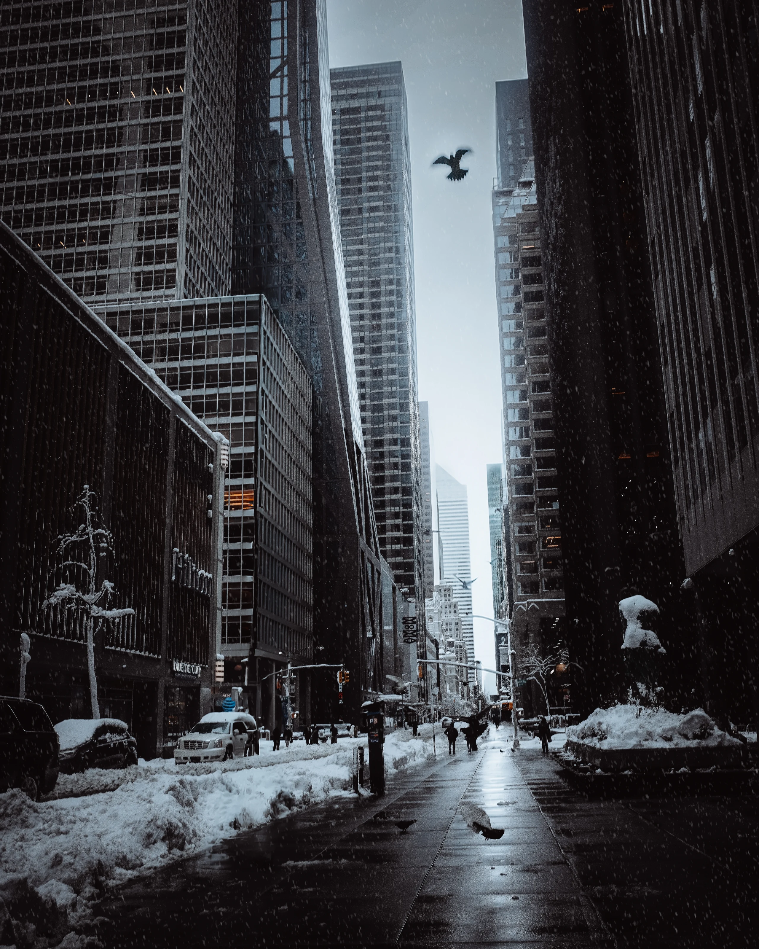 Pigeons flying above a wet Midtown avenue lined with snowy skyscrapers