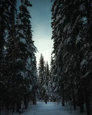 A person walks away along a snow-covered path enclosed by tall Alaska spruce trees.
