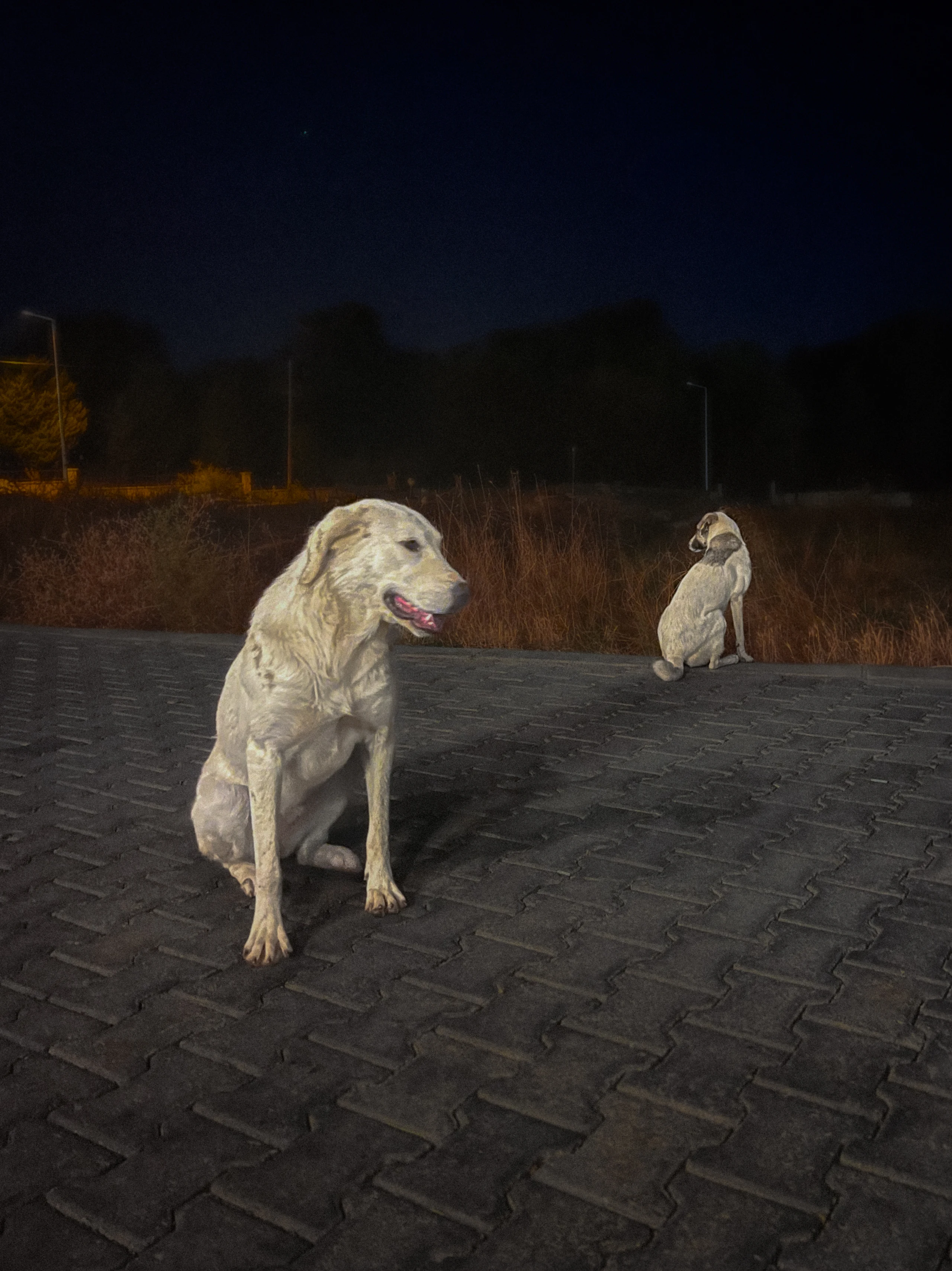 Two pale street dogs sit on a dark paved road in Türkiye, lit by flash.