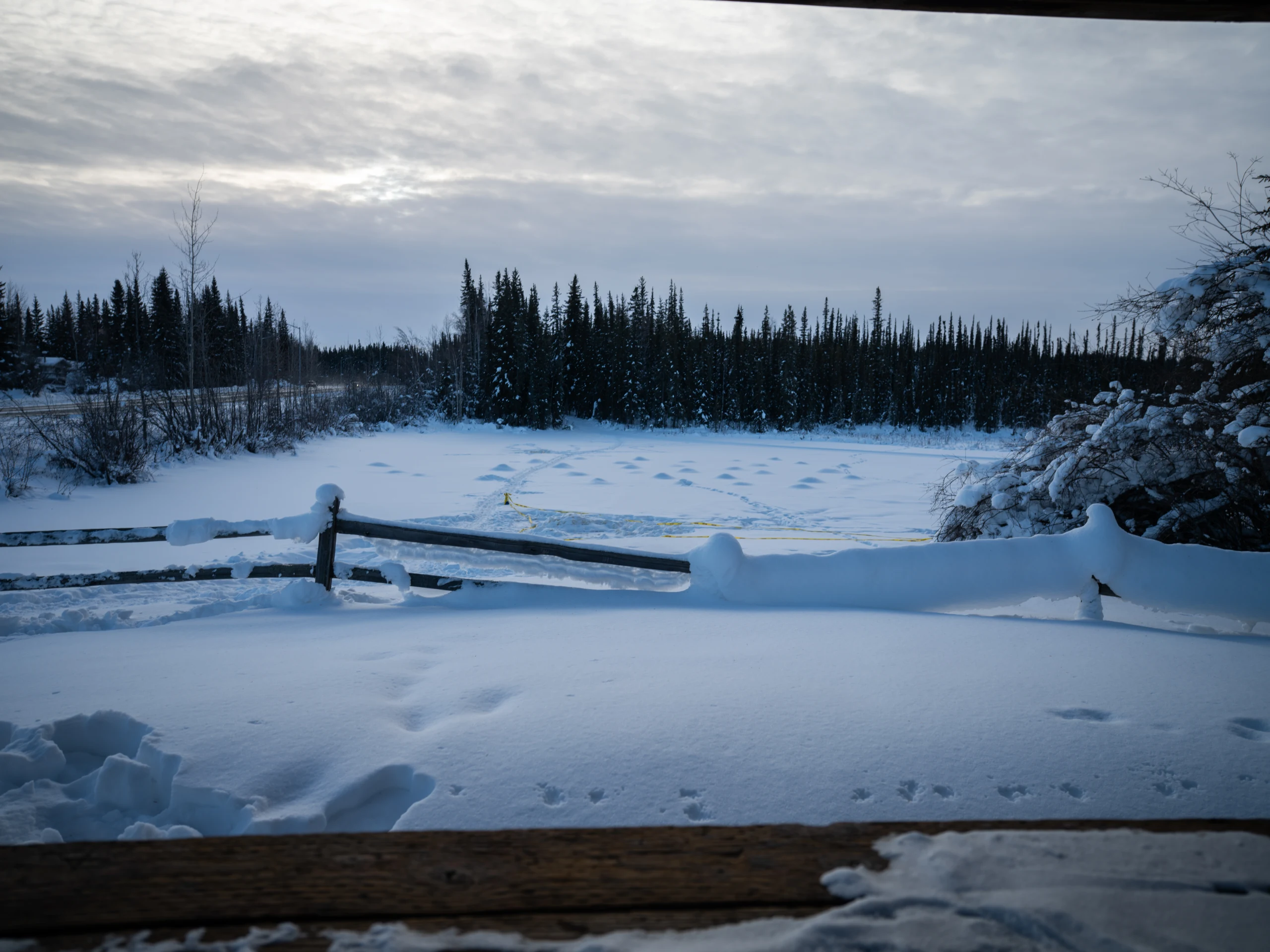 Tracks cross a snow-covered clearing beyond a wooden rail, with dark spruce trees beneath an overcast sky.