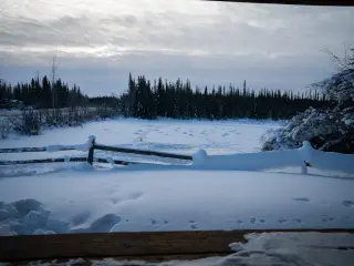 Tracks cross a snow-covered clearing beyond a wooden rail, with dark spruce trees beneath an overcast sky.