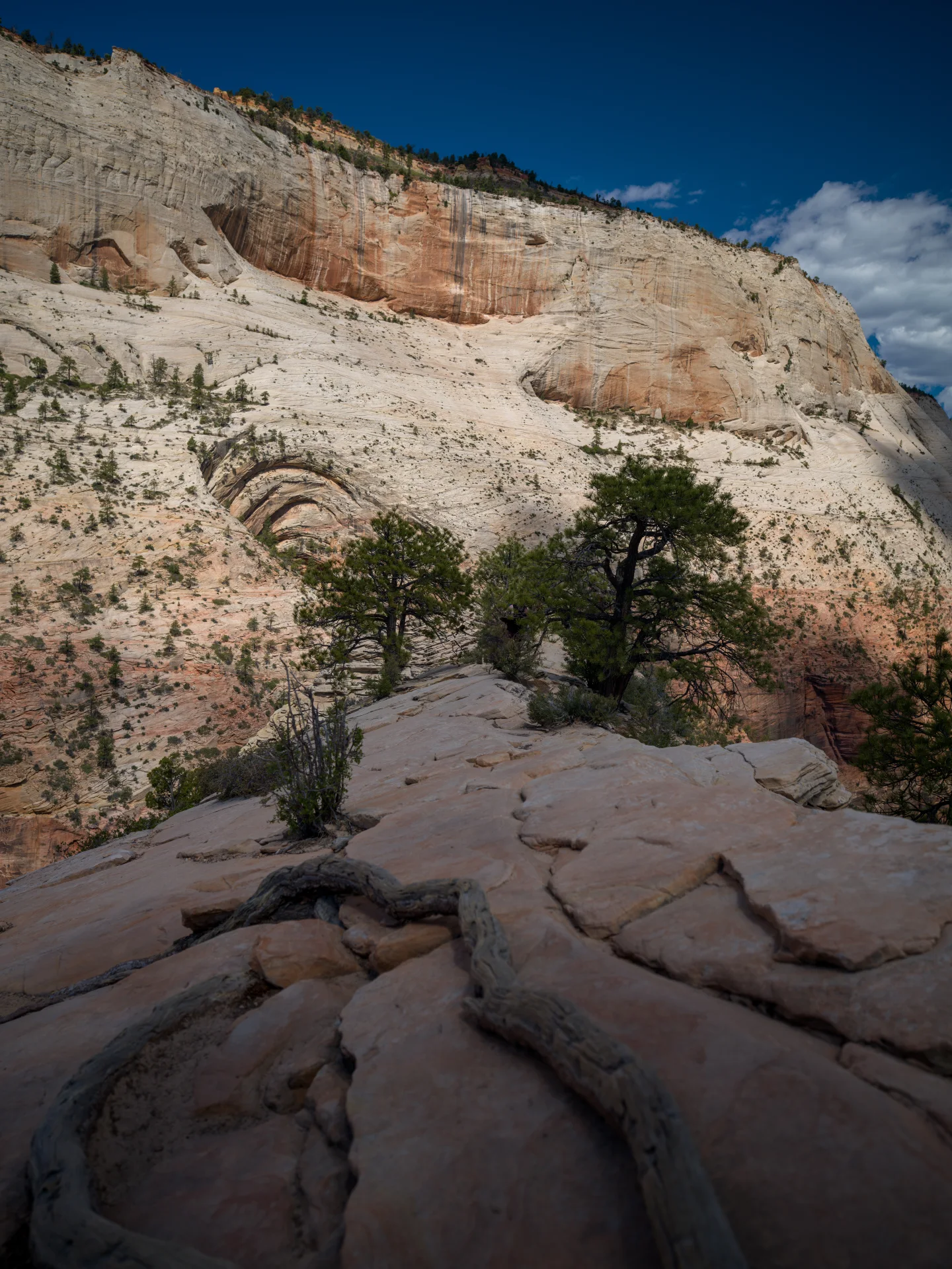 A pine grows from cracked pale rock below a high cliff.