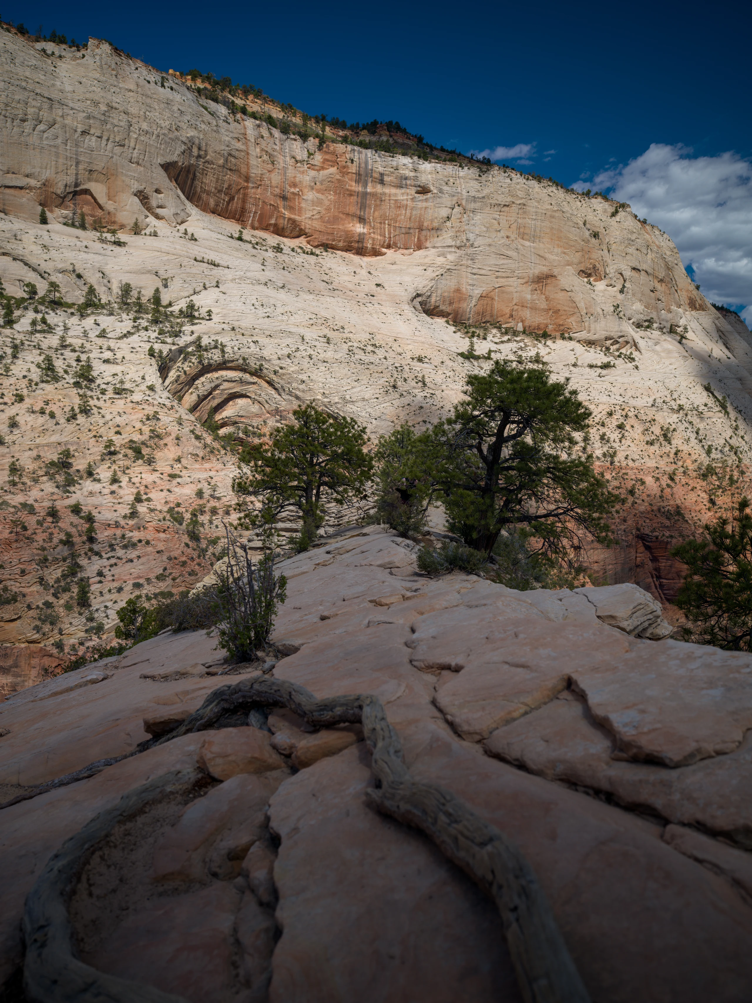 A pine grows from cracked pale rock below a high cliff.