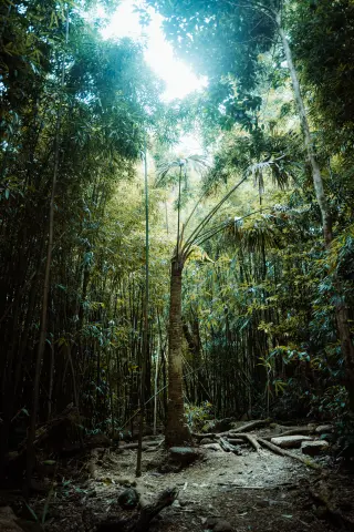 A tall palm rises from a dark forest trail through dense bamboo toward a bright opening in the canopy.