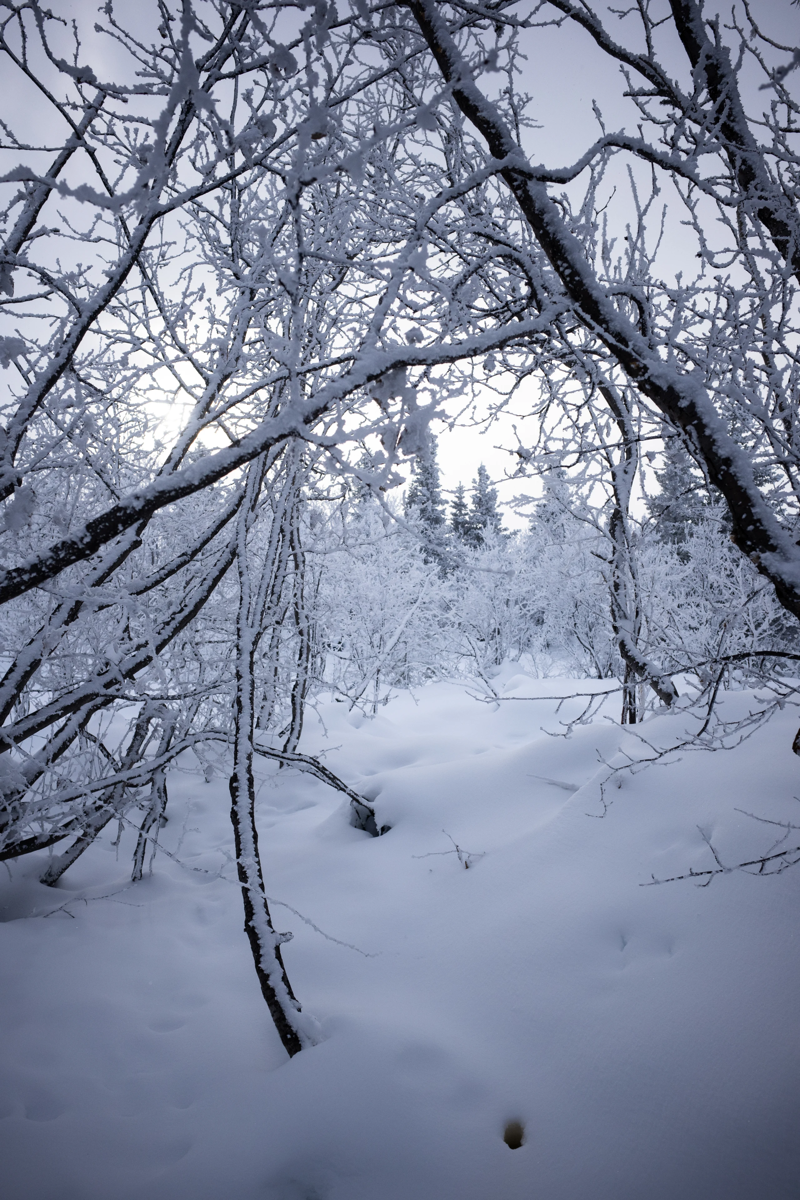 Snow-coated branches arch over a quiet path through a dense Alaska forest.