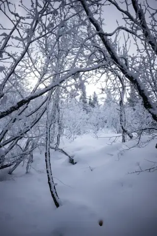 Snow-coated branches arch over a quiet path through a dense Alaska forest.