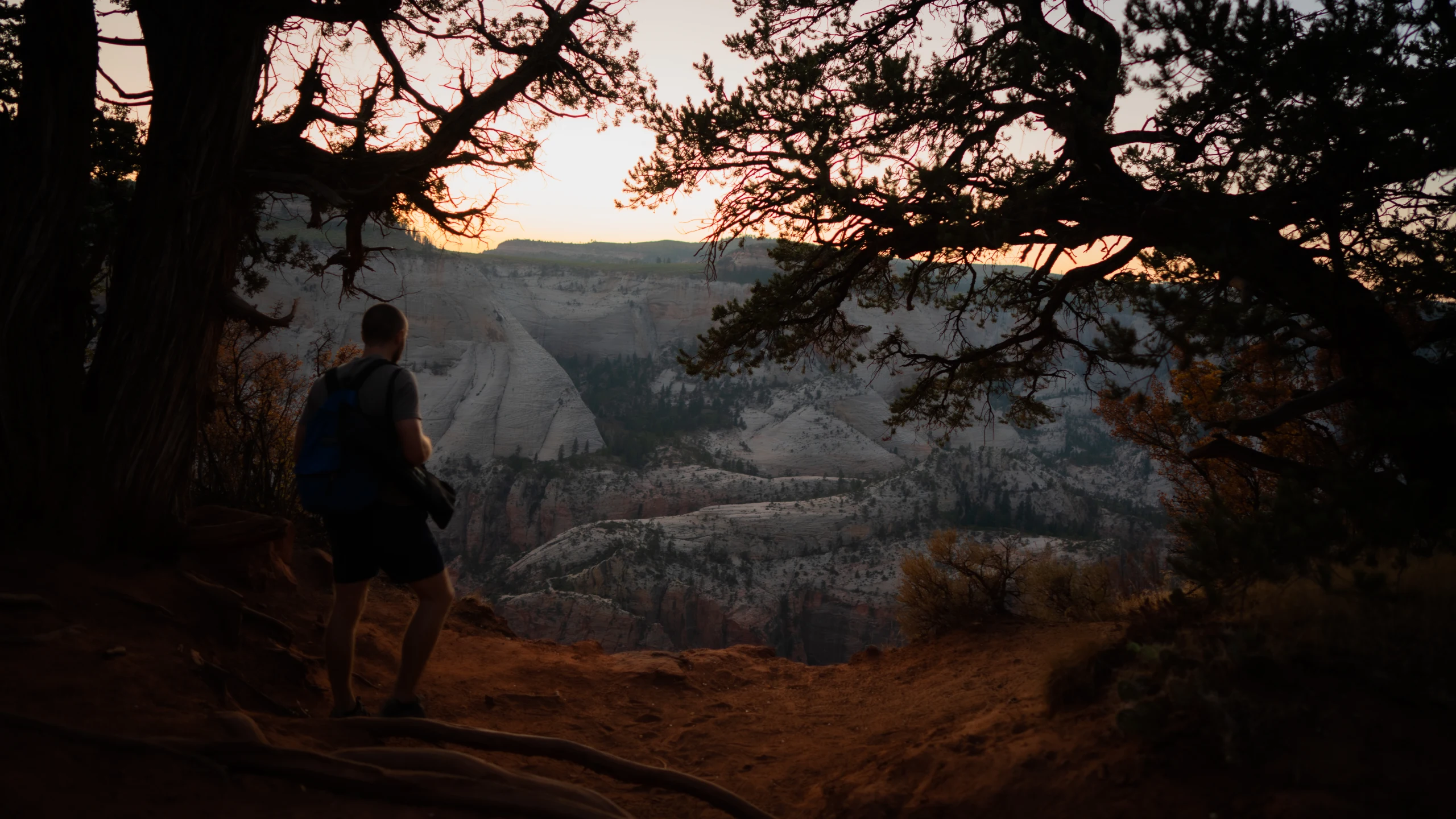 A person sits beneath a juniper tree overlooking the layered Zion canyon.