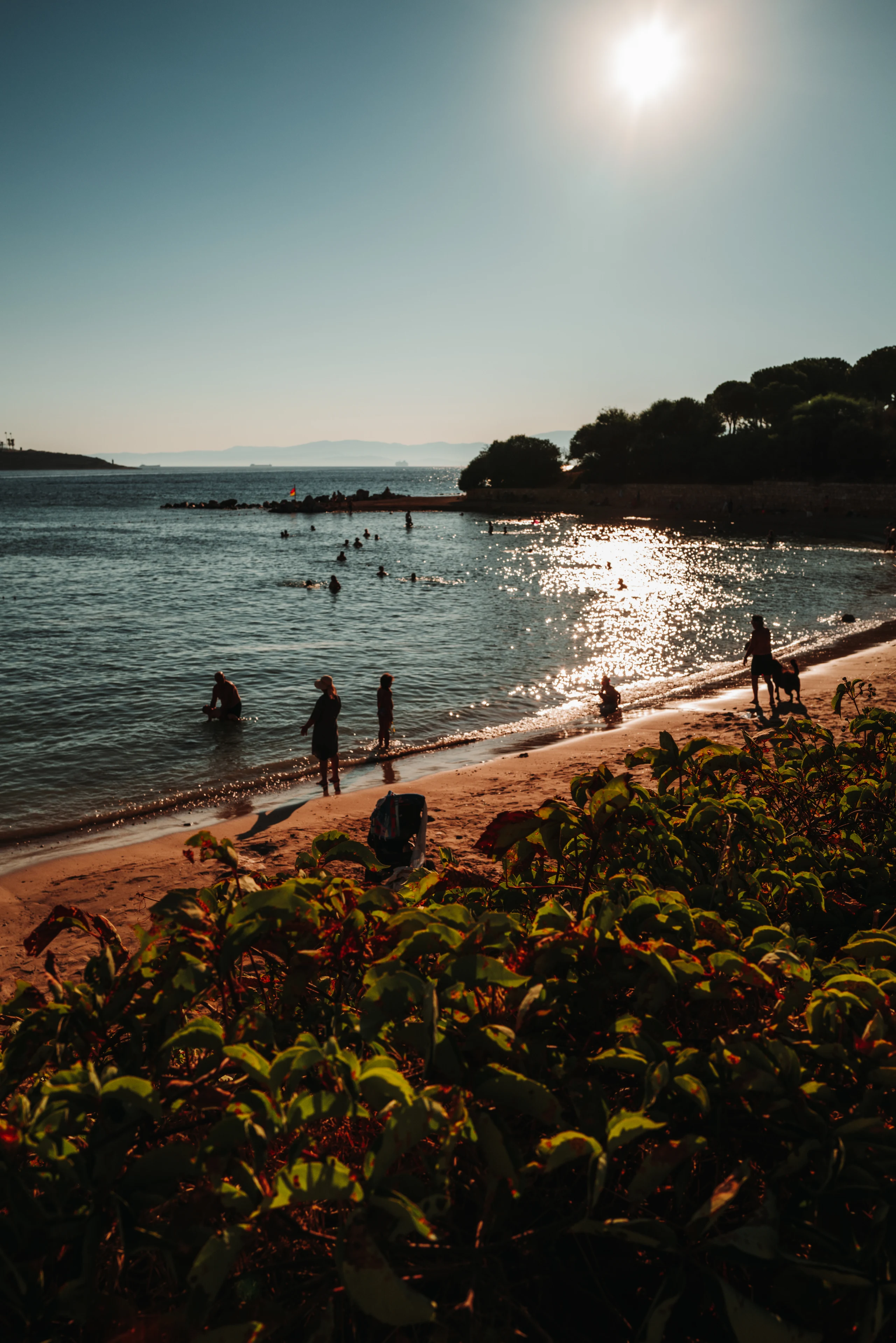 Swimmers in sunlit water beyond flowering shrubs.
