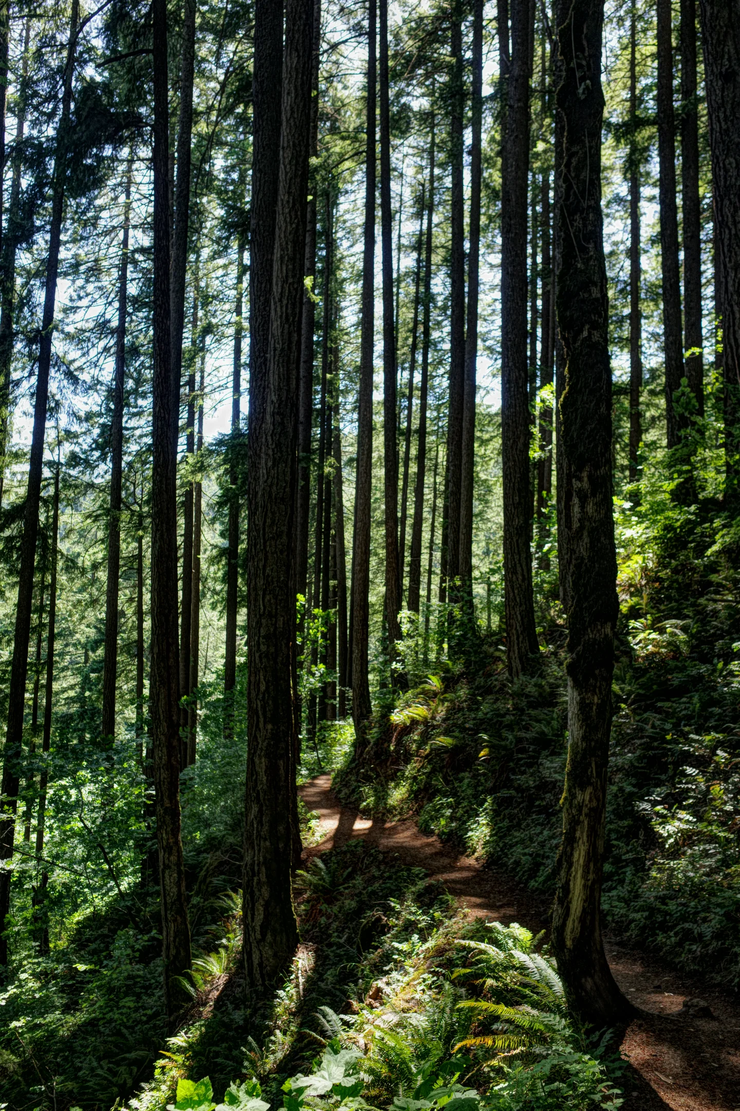 A narrow dirt trail curves between tall evergreen trunks and dense ferns in a sunlit Pacific Northwest forest.
