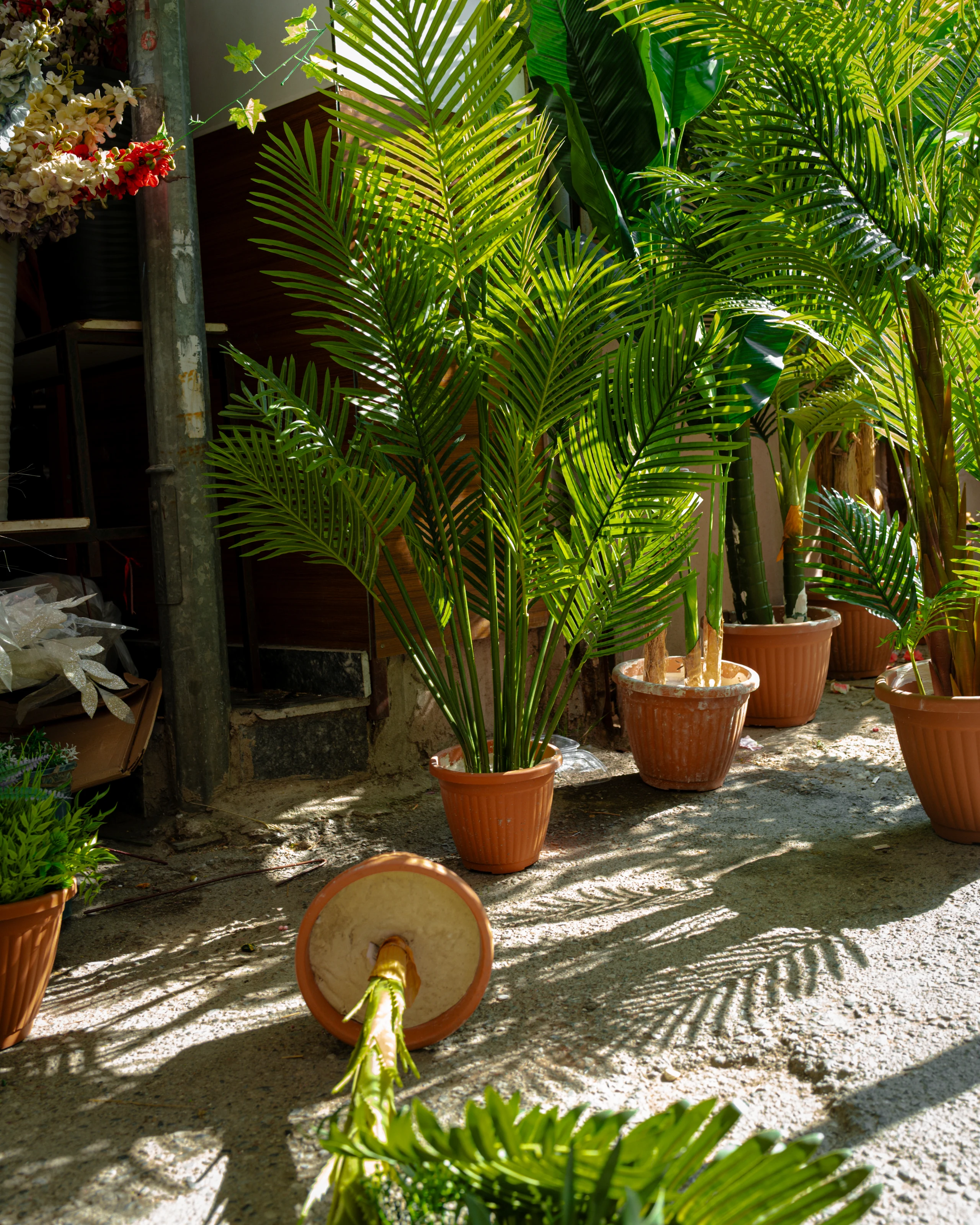Potted plants arranged in a sunlit courtyard.
